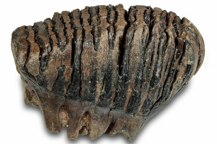 Juvenile Mammoth Molar - Siberia #316627